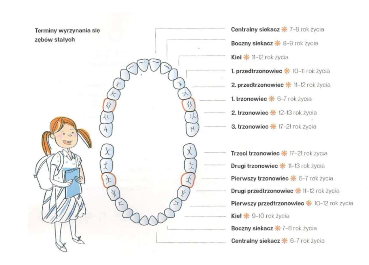 Ile zębów mlecznych ma dziecko? Ząbkowanie, pielęgnacja i mity